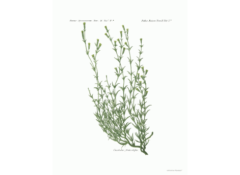 Том II. Таб.T*.  Cucubalus fruticulolus.