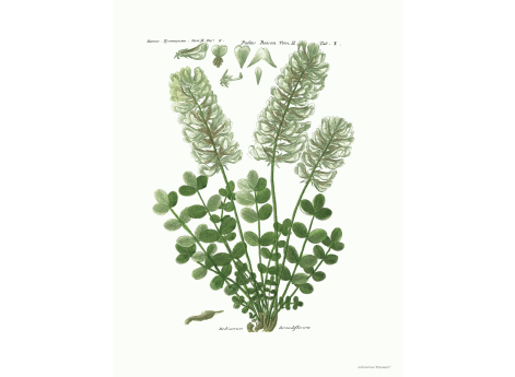 Том II. Таб.Y.  Hedisarum  Grandiflorum.