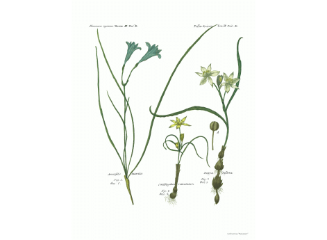 Том III. Таб.D. Amarillis tatarica. Omithogatum reticulatum. Tulipa biflora.