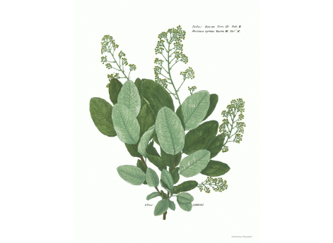 Том III. Таб.H. Rhus Cotinus.