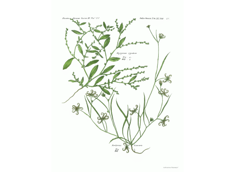 Том III. Таб.Ll. Myagrum rigidum.Koelpinia Linearis.