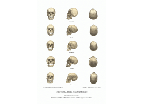 Principaux types cranologiques.