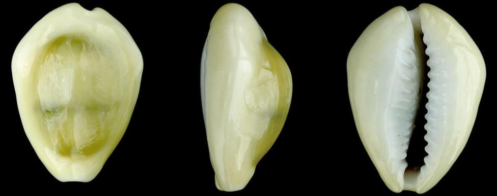 Классические прото-деньги из раковины брюхоногого моллюска Monetaria moneta, каури-монета 