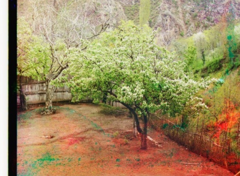 Кутаисская губерния, Артвинский округ, г. Артвин. Айва в цвету.