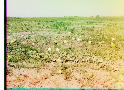 Бакинская губерния, Джеватский уезд, Муганьская степь. Хлопок в цвету. Белый - 1-го дня, красный - 2-го дня. [???]
