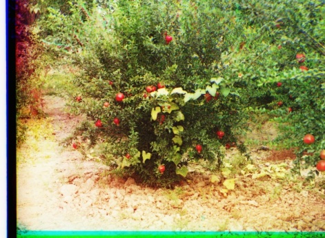 Бакинская губерния, Джеватский уезд, Муганьская степь. Гранаты.