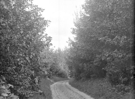 Лесной пейзаж. Село Работки.