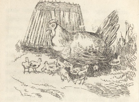 Иллюстрации к рассказу «Наседка с цыплятами» в книге