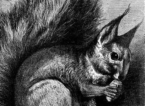 Наша обезьянка, ты несравненно милее нечистоплотной породы обезьян и не имеешь ее злости и коварства!