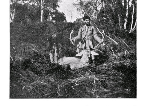 В Кубанской охоте Его Императорского Высочества Великого Князя Сергея Михайловича. Олень, убитый М.В. Андреевским в 1902 году.