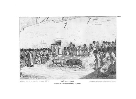 Бой баранов.