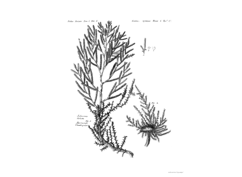 Том I. Таб. IV. С. Лиственная Соликорния