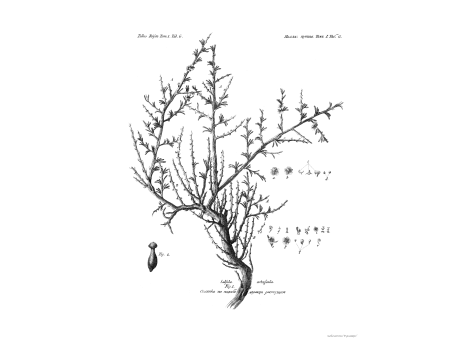 Том I. Таб. G. Солянка растущая на подобие дерева.
