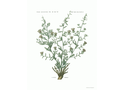 Том II. Таб.М. Convotoulus Fruticosus.