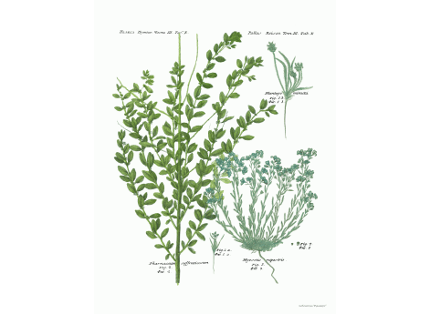 Том III. Таб.E.  Plantago minuta. Pharnaceum suffruticosum. Myosotis rupestris.