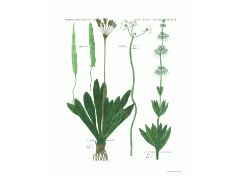 Том III. Таб.G*.  Frimuta nivalis. Campanula verticillata.