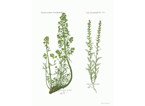 Том III. Таб.Hh. Artemisia borealis. Artemisia pectinata.