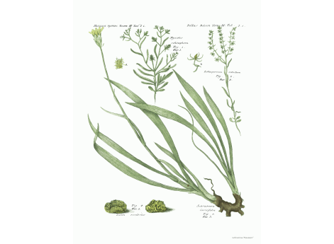 Том III. Таб.Ii. Myosotis echinophora. Lithospermum retortum.