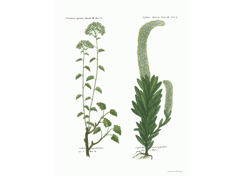 Том III. Таб.O. Sedum populifolium. Cotyledon malacophyllum.