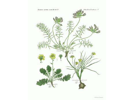 Том III. Таб.Y. Phaca Prostrata. Dryas geoides. Scorzonera tuberosa.